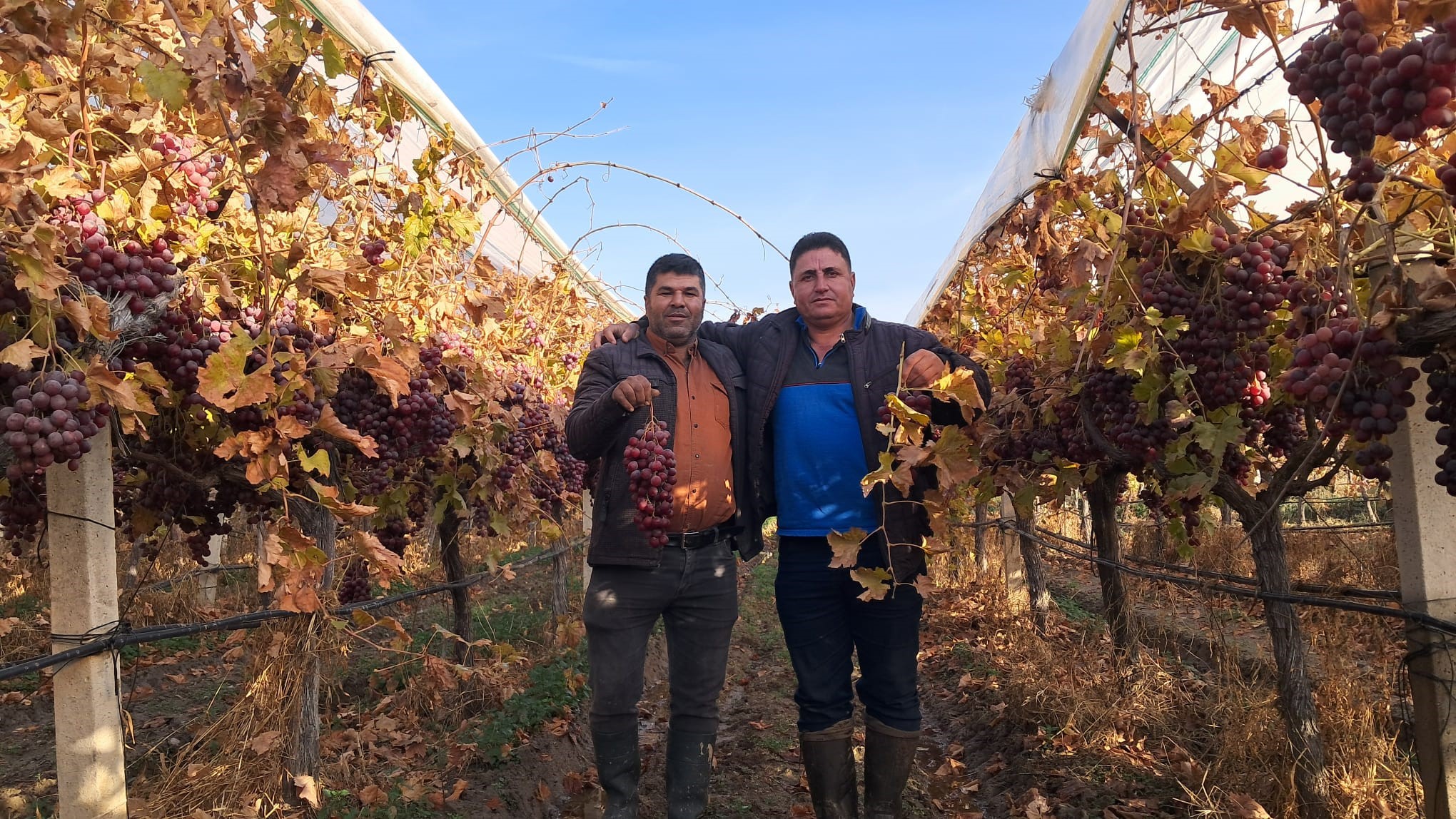 Yeni Yılın Üzümleri Depodan Değil Bağdan (5)