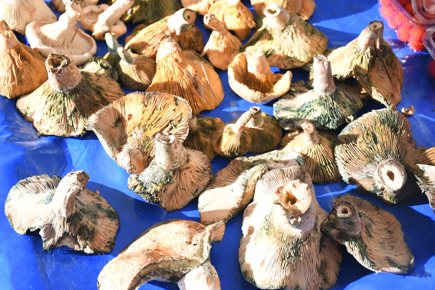 Yerel Üretici Sergisi (1)-1