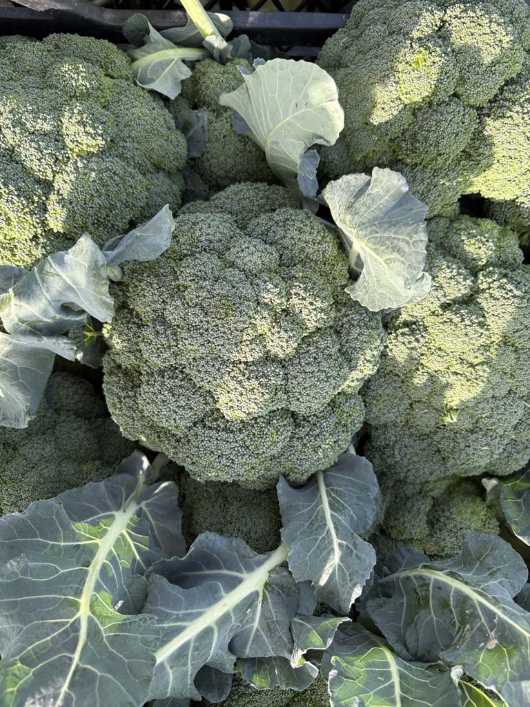 Yeşil Altında Hasat Başladı (2)