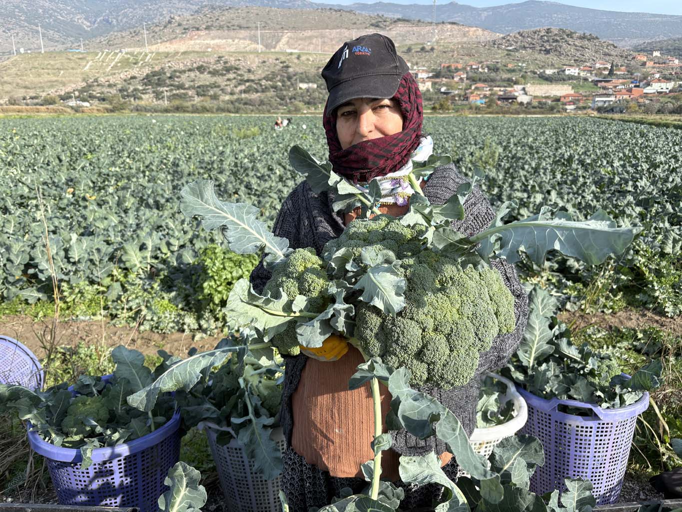 Yeşil Altında Hasat Başladı (3)