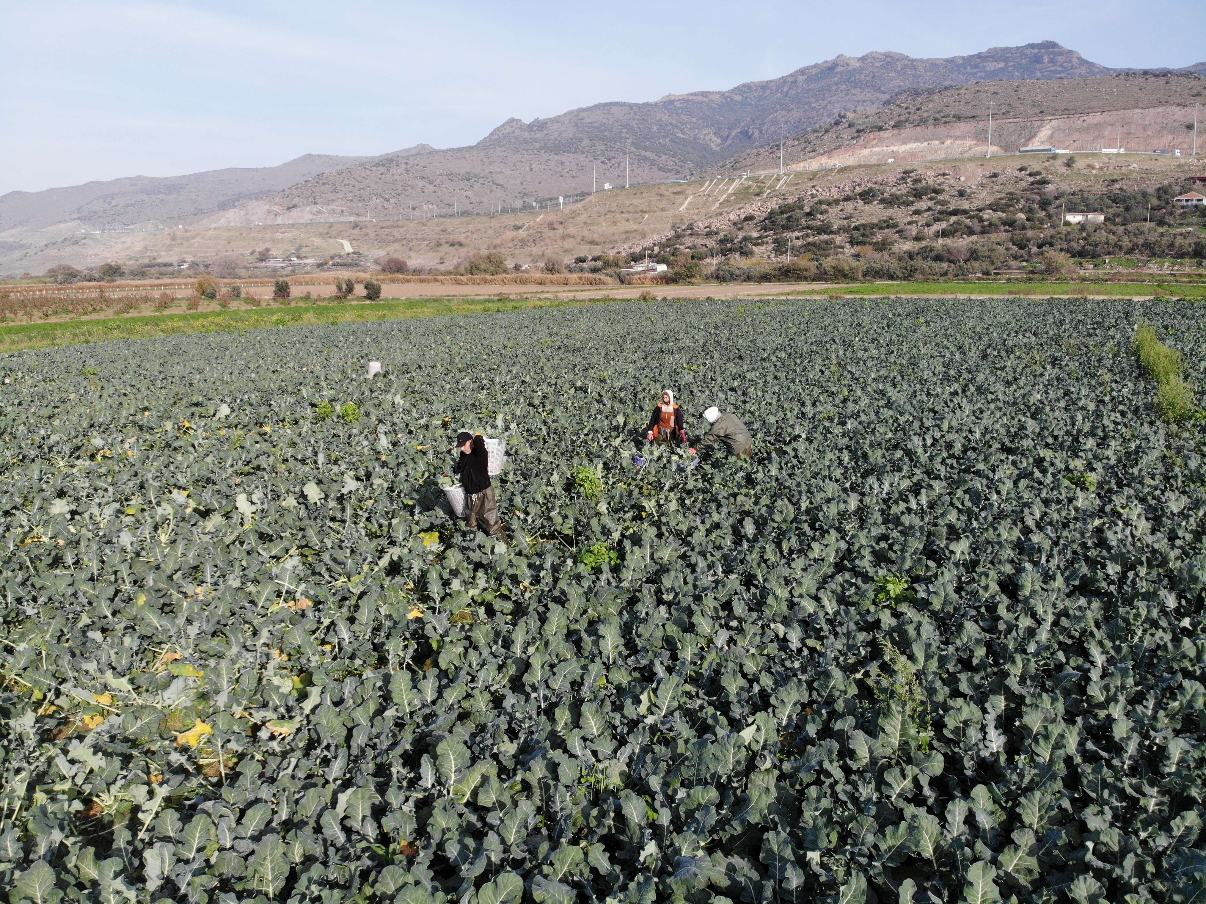 Yeşil Altında Hasat Başladı (4)