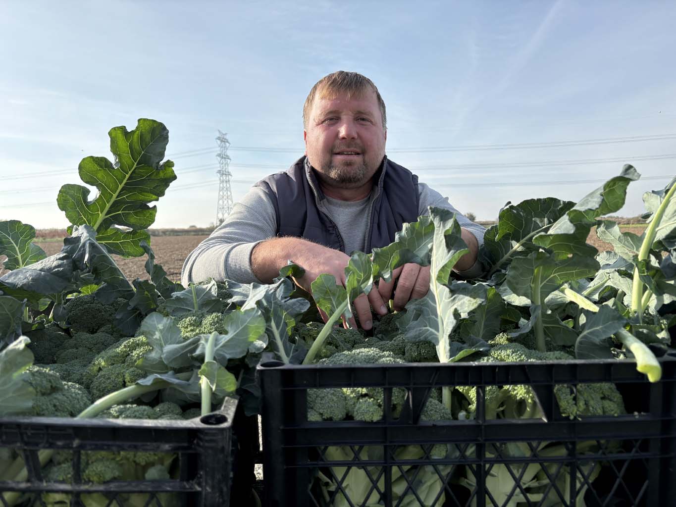 Yeşil Altında Hasat Başladı (5)