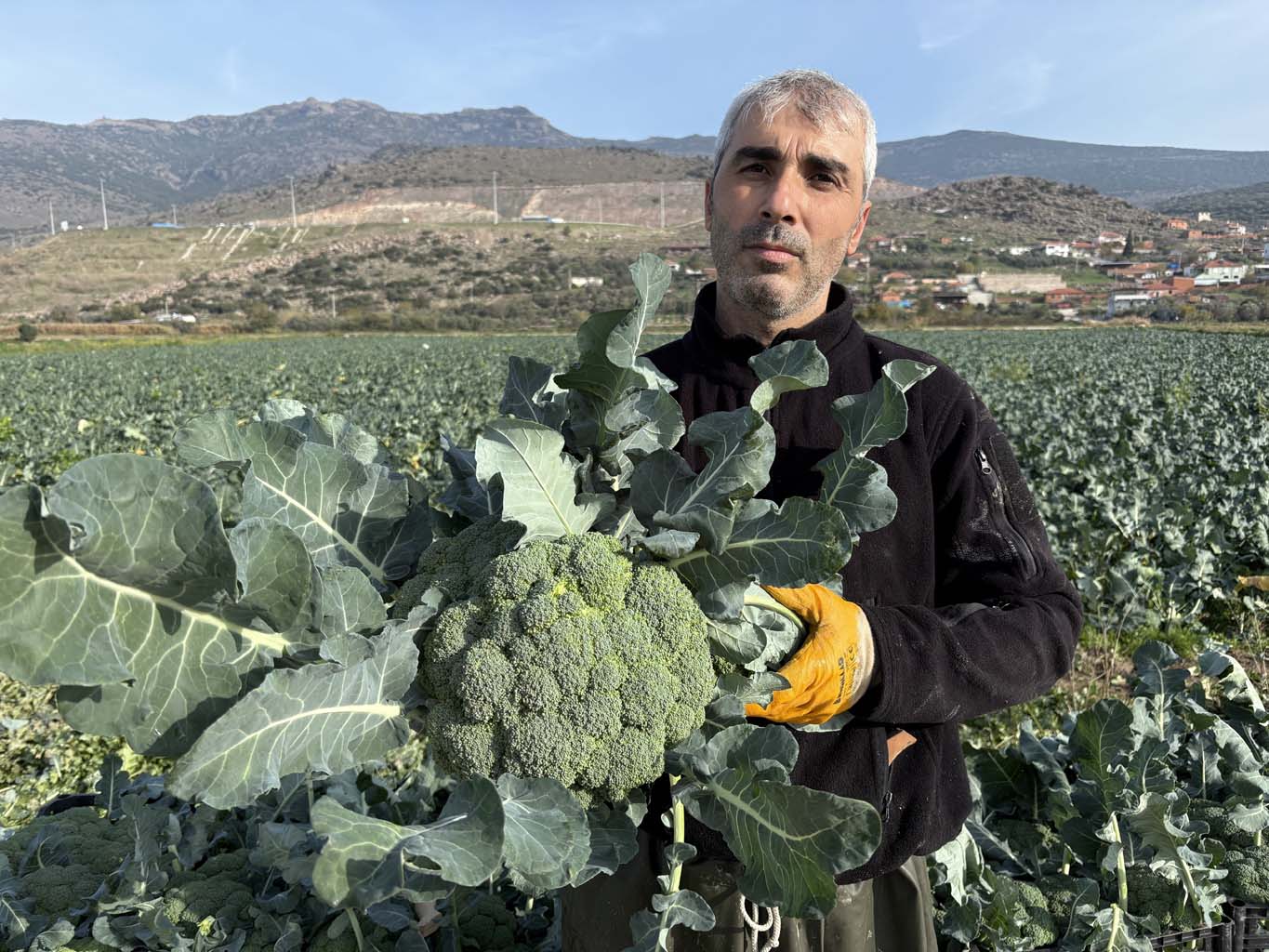 Yeşil Altında Hasat Başladı (6)