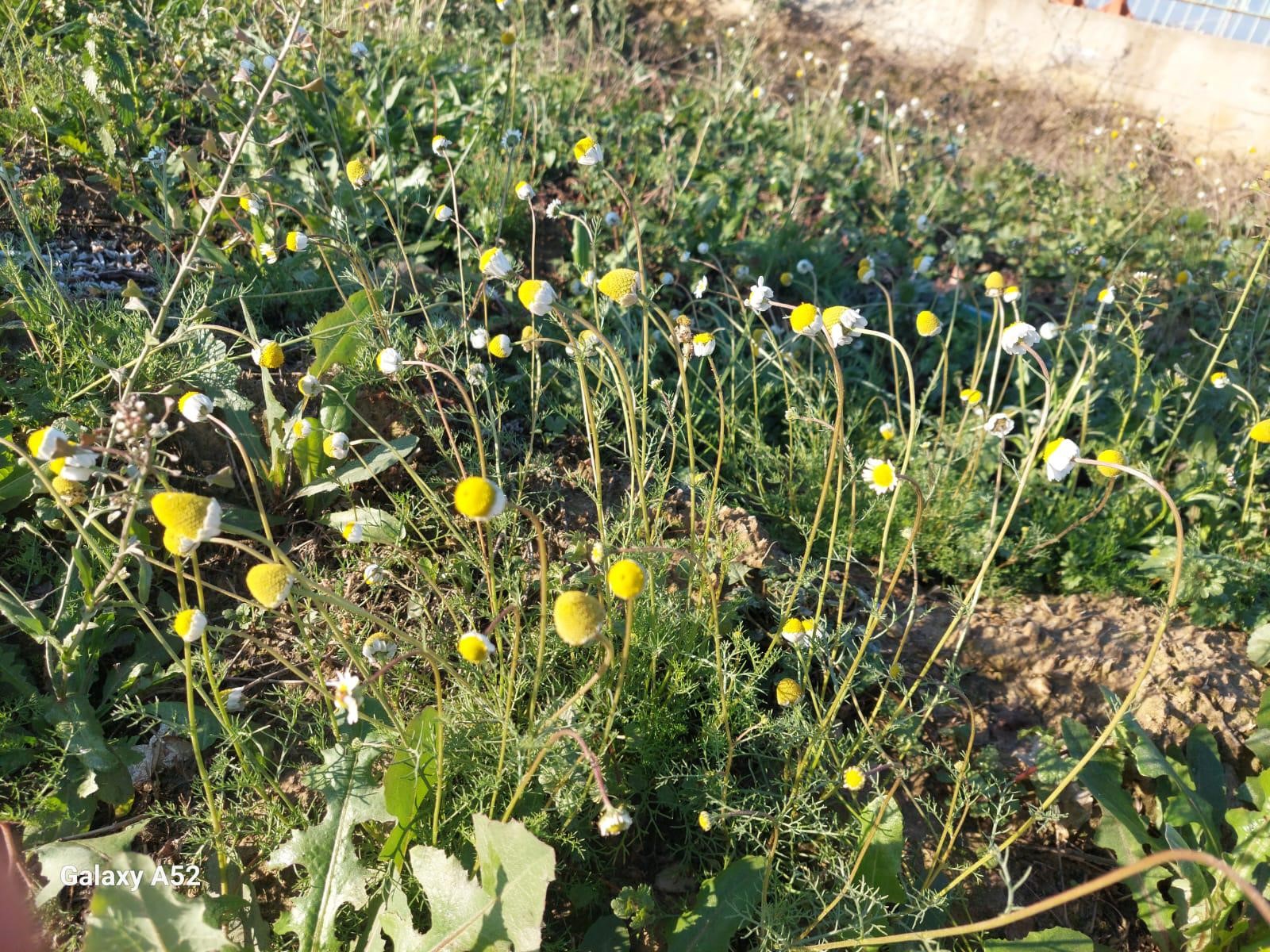 Zemheri Papatyaları Açtı (3)