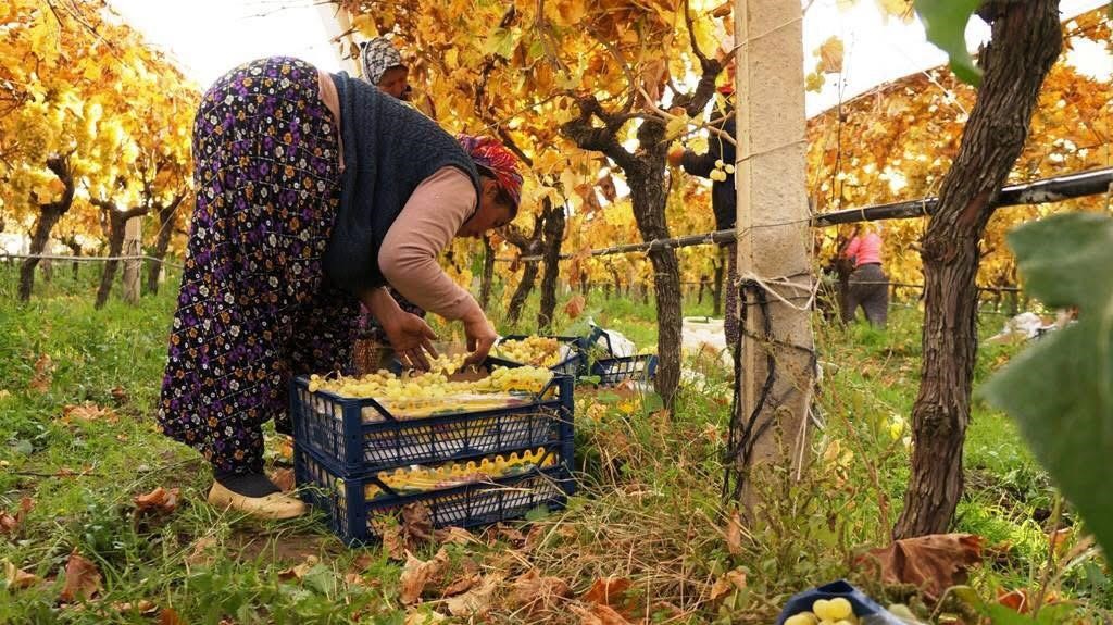 Zemheri Papatyaları Açtı (4)