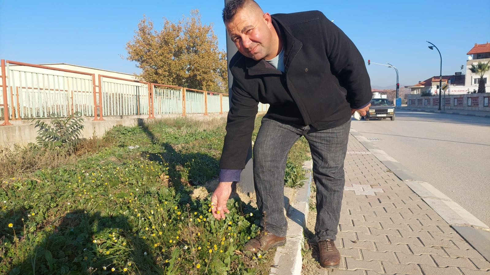 Zemheri Papatyaları Açtı (6)