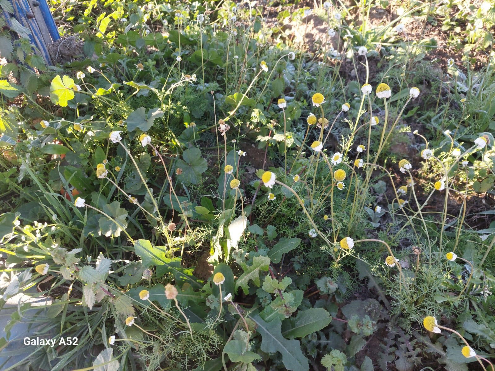 Zemheri Papatyaları Açtı (7)