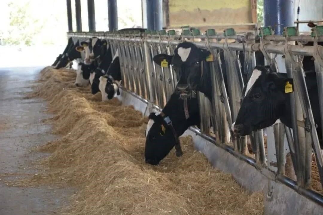 Aydın, Deve Sayısında Türkiye Birincisi Oldu (2)