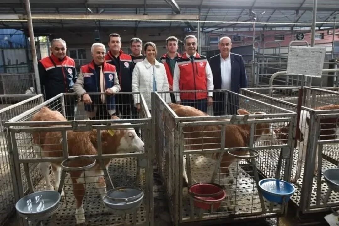 Aydın, Deve Sayısında Türkiye Birincisi Oldu (3)