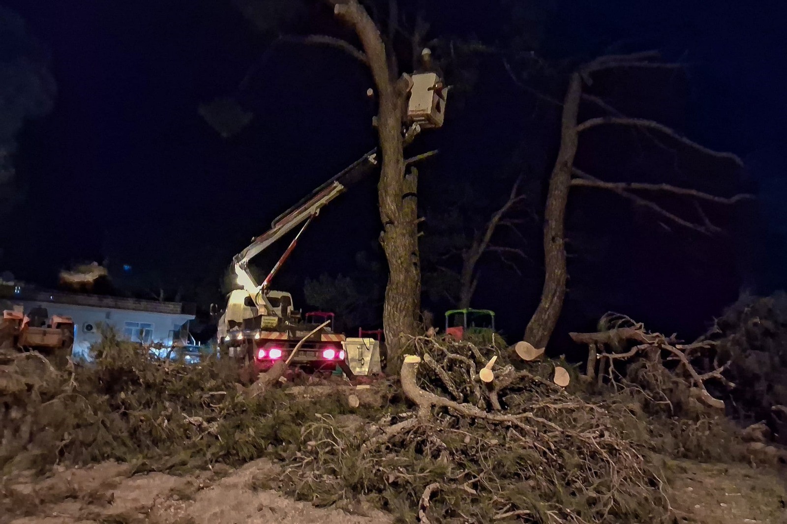 Aydın’da Çam Devrildi (2)-1