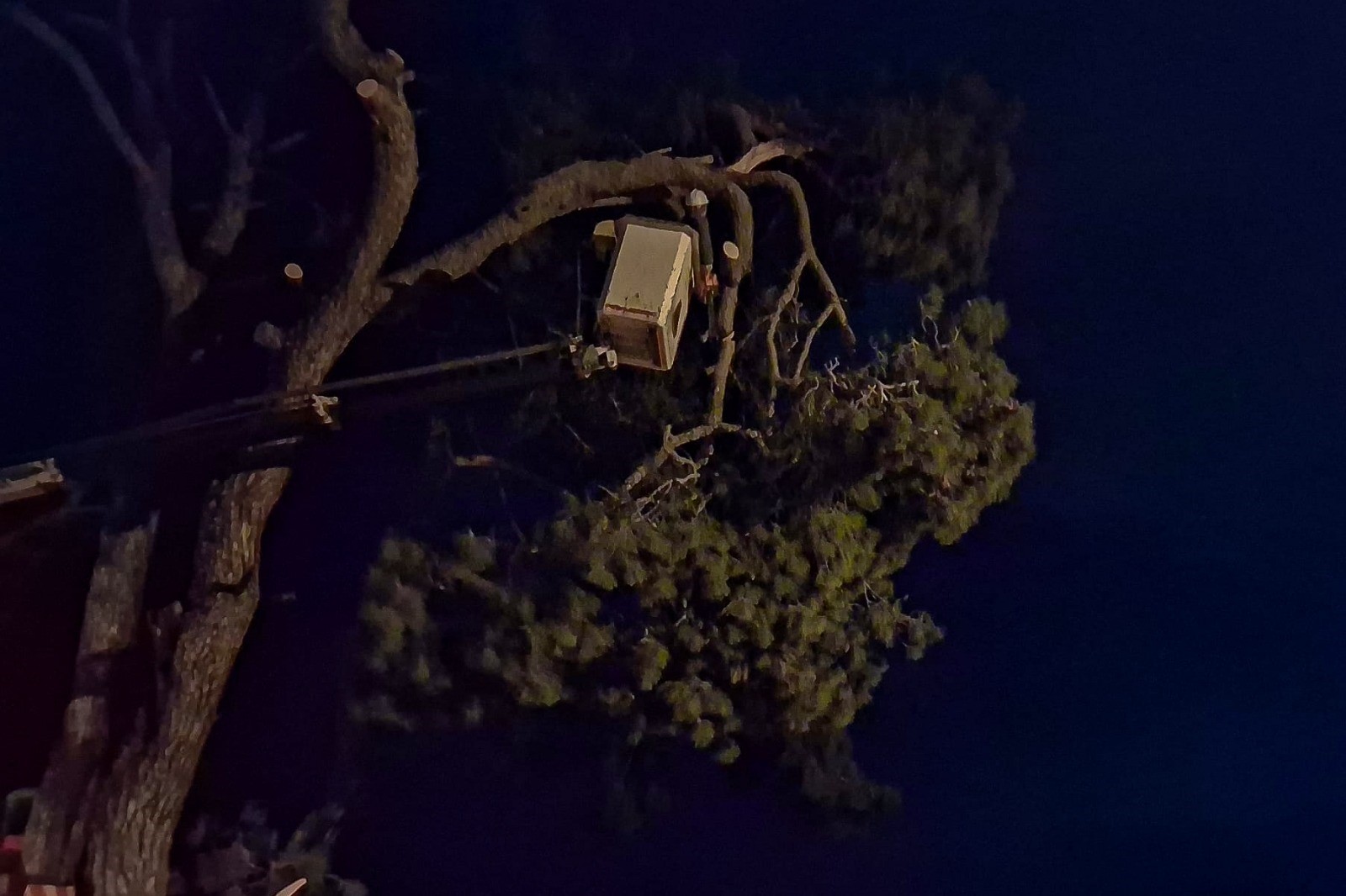 Aydın’da Çam Devrildi (3)-1