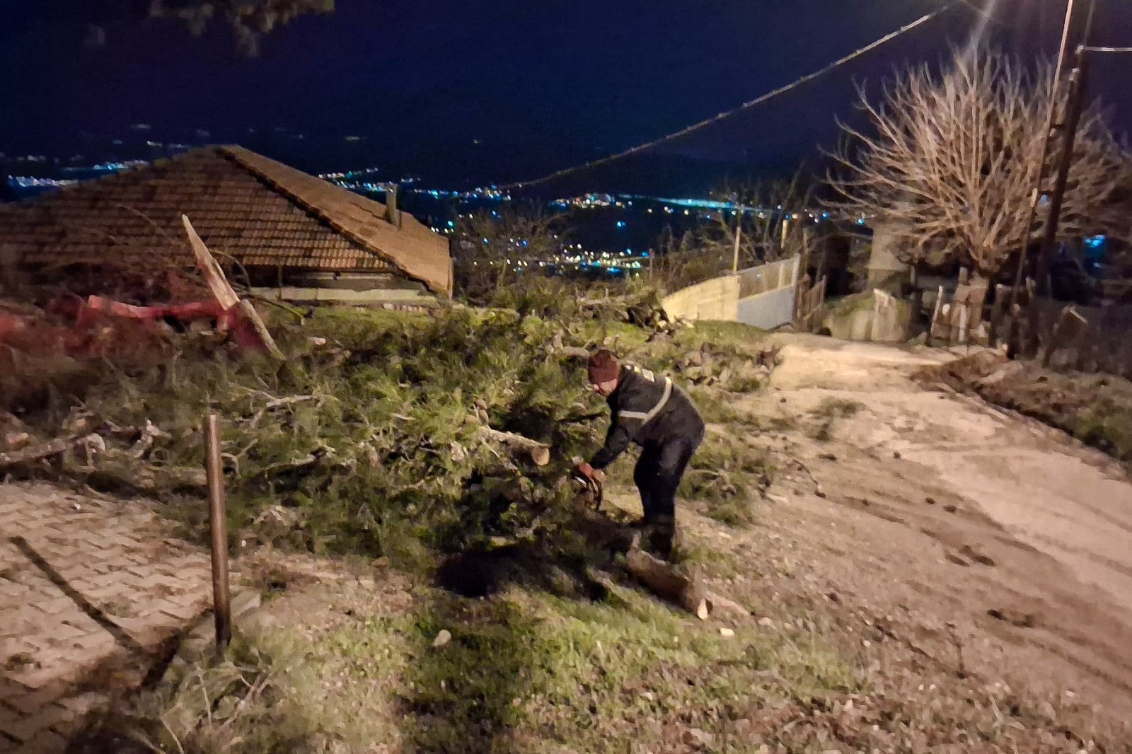 Aydın’da Çam Devrildi (4)-1