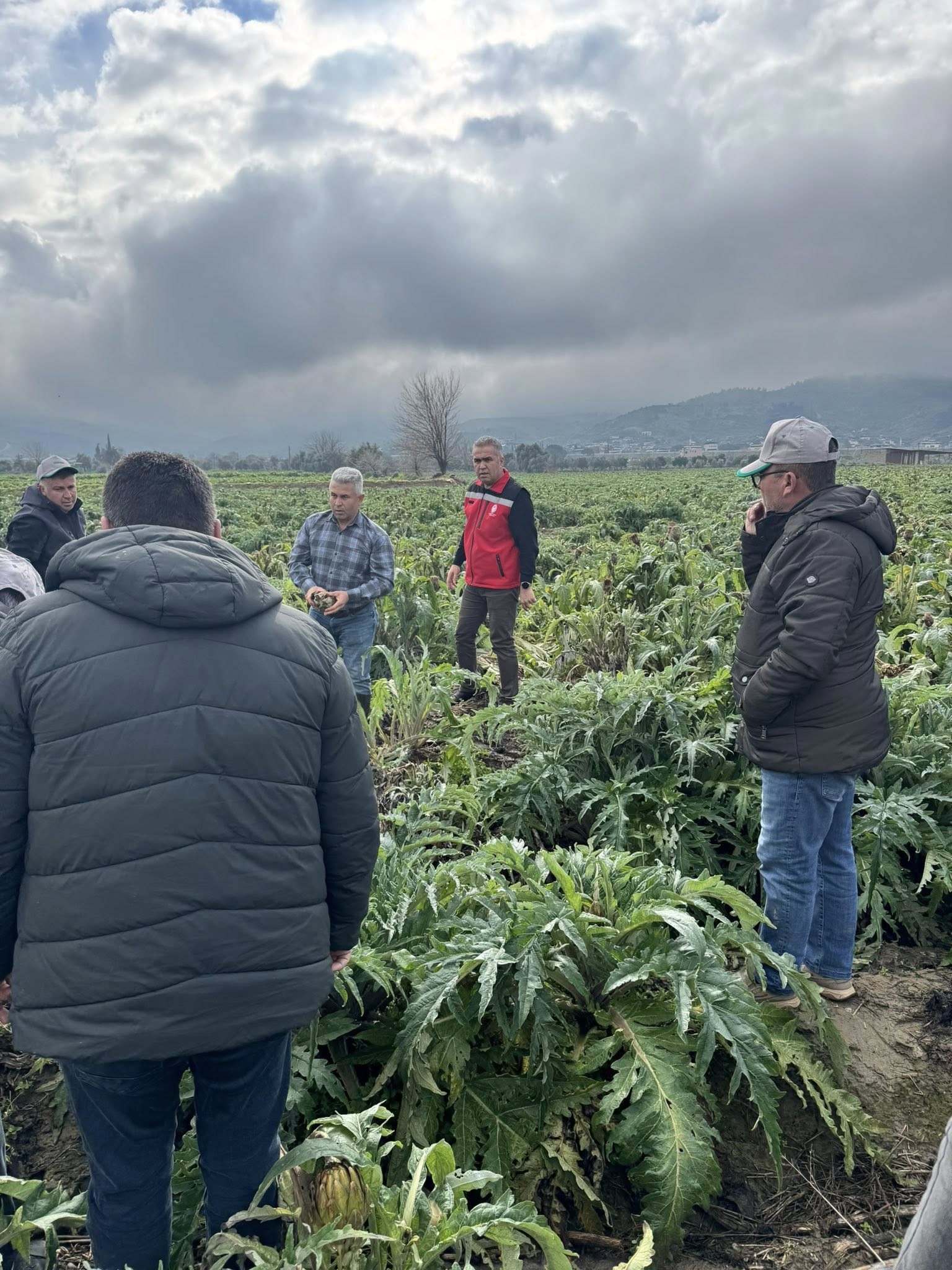 Aydın’da Ekipler Enginar Tarlalarında (2)