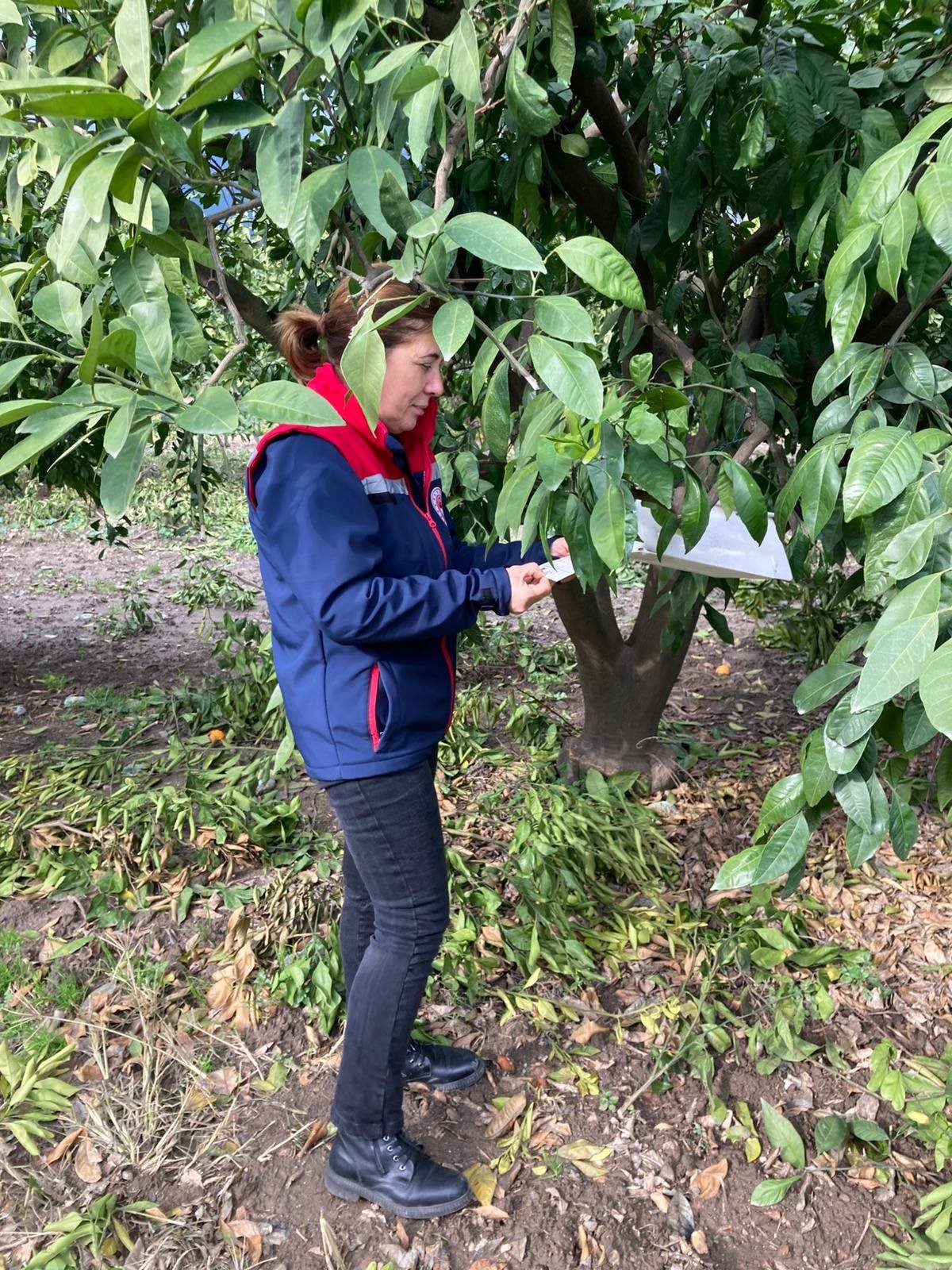 Aydın’da Ekipler Narenciye Bahçelerinde (2)