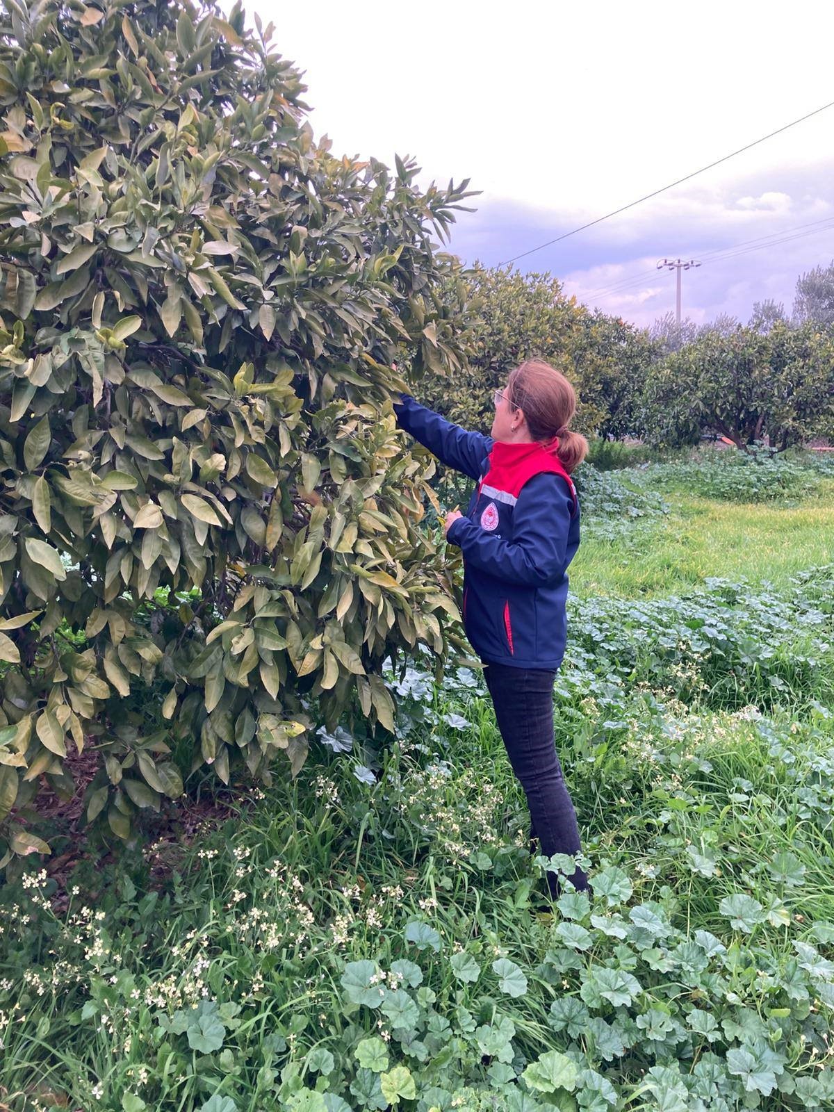 Aydın’da Ekipler Narenciye Bahçelerinde (3)