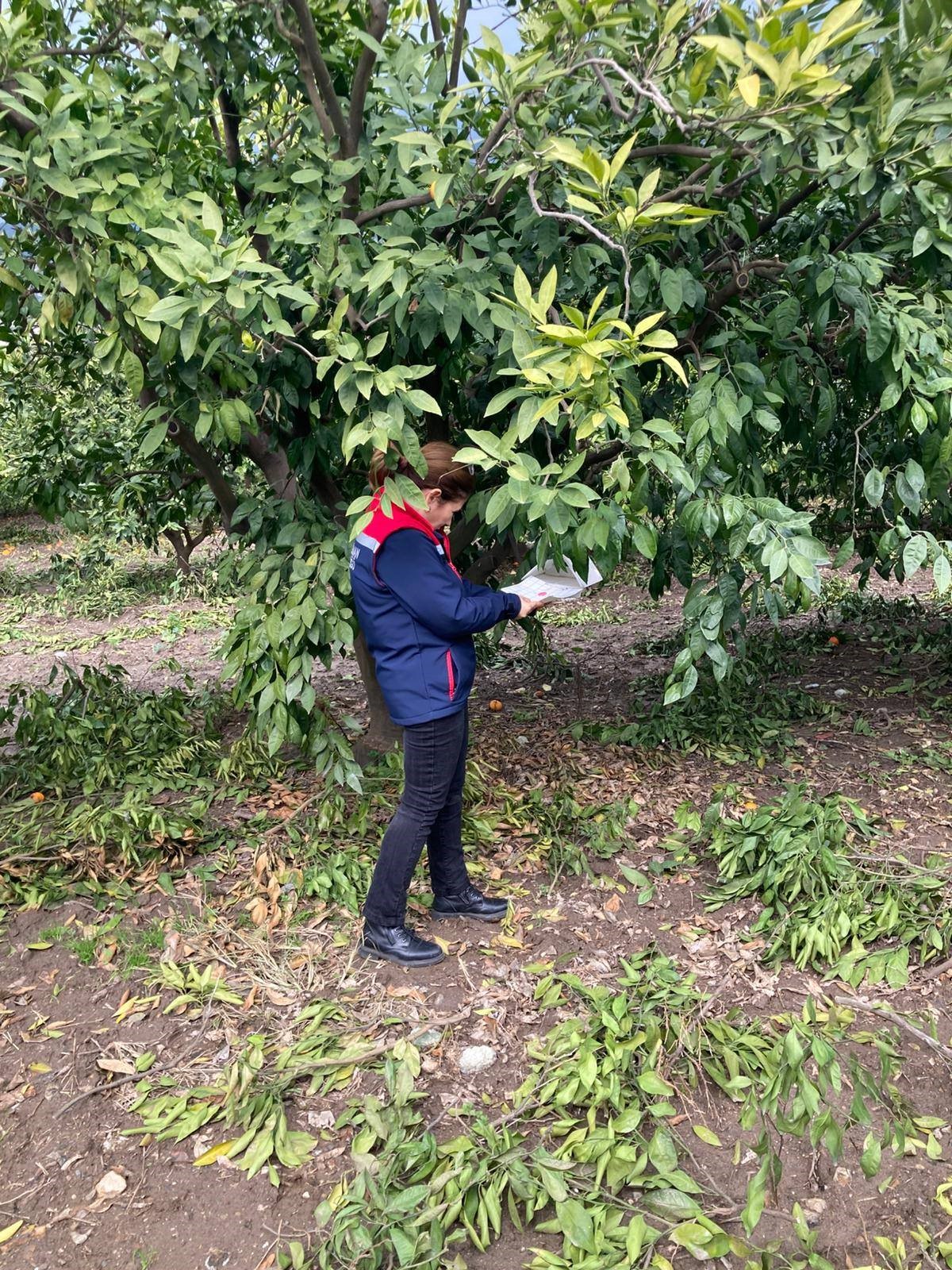 Aydın’da Ekipler Narenciye Bahçelerinde (4)