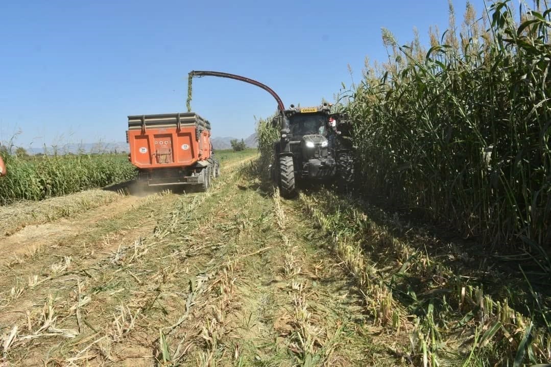 Aydın’da Kaba Yem Üretimi Artıyor (2)