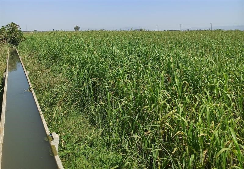 Aydın’da Kaba Yem Üretimi Artıyor (3)