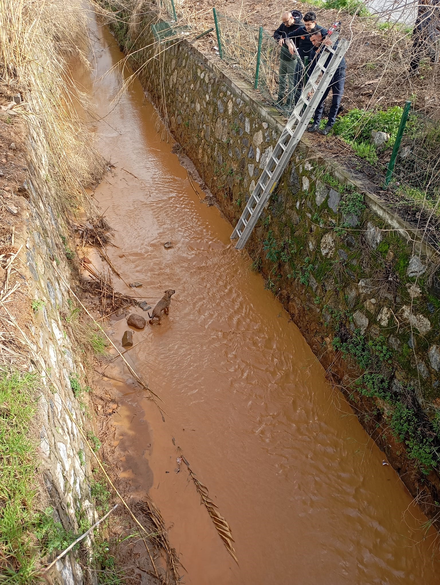 Aydın’da Kanala Düşen Köpek Kurtarıldı (1)