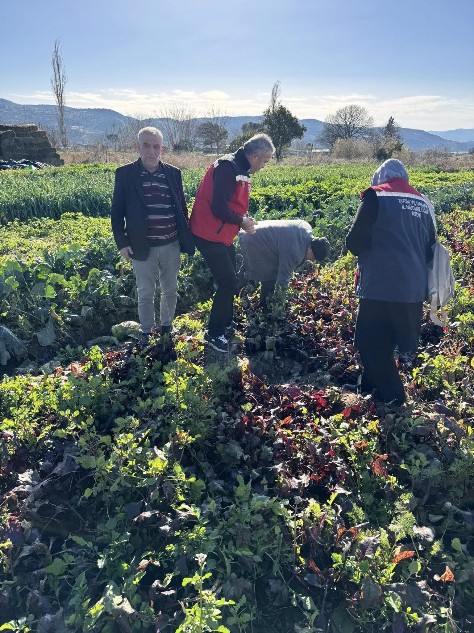 Aydın’da Kimyasız Üretimde Inceleme (2)