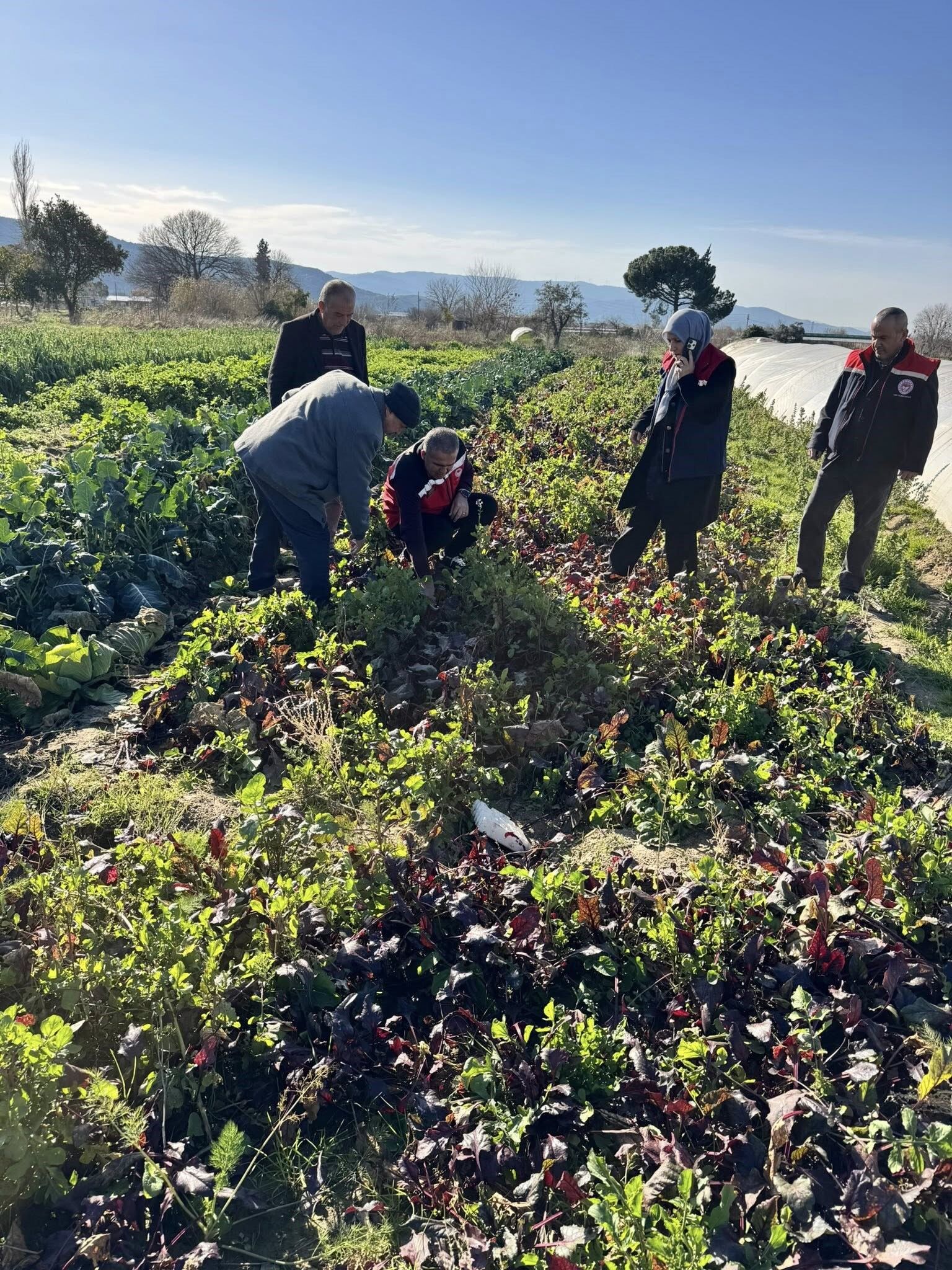 Aydın’da Kimyasız Üretimde Inceleme (5)
