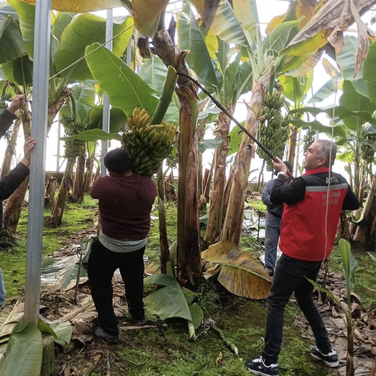 Aydın’da Muz Hasadı Başladı (2)