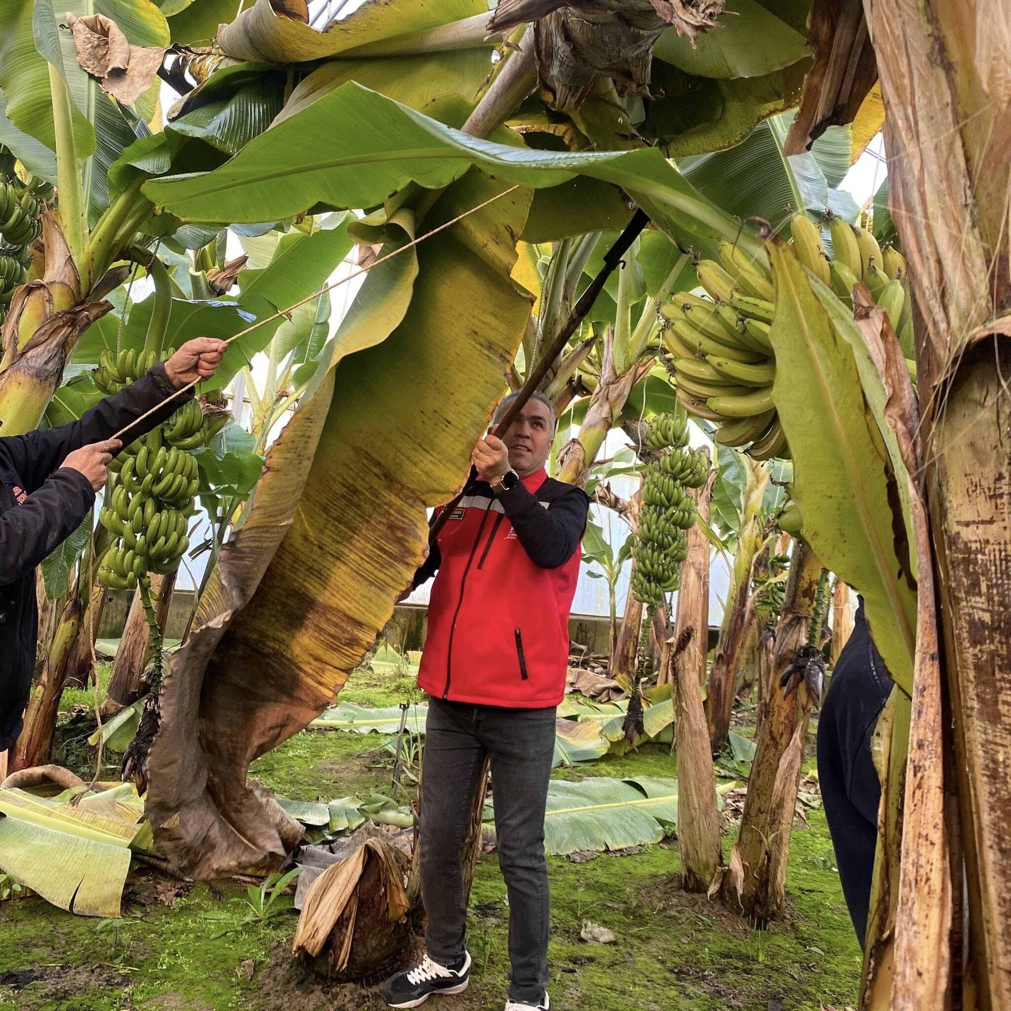 Aydın’da Muz Hasadı Başladı (5)