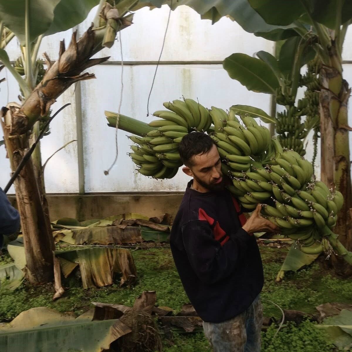 Aydın’da Muz Hasadı Başladı (6)