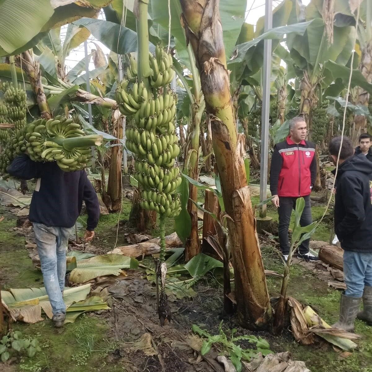 Aydın’da Muz Hasadı Başladı (7)