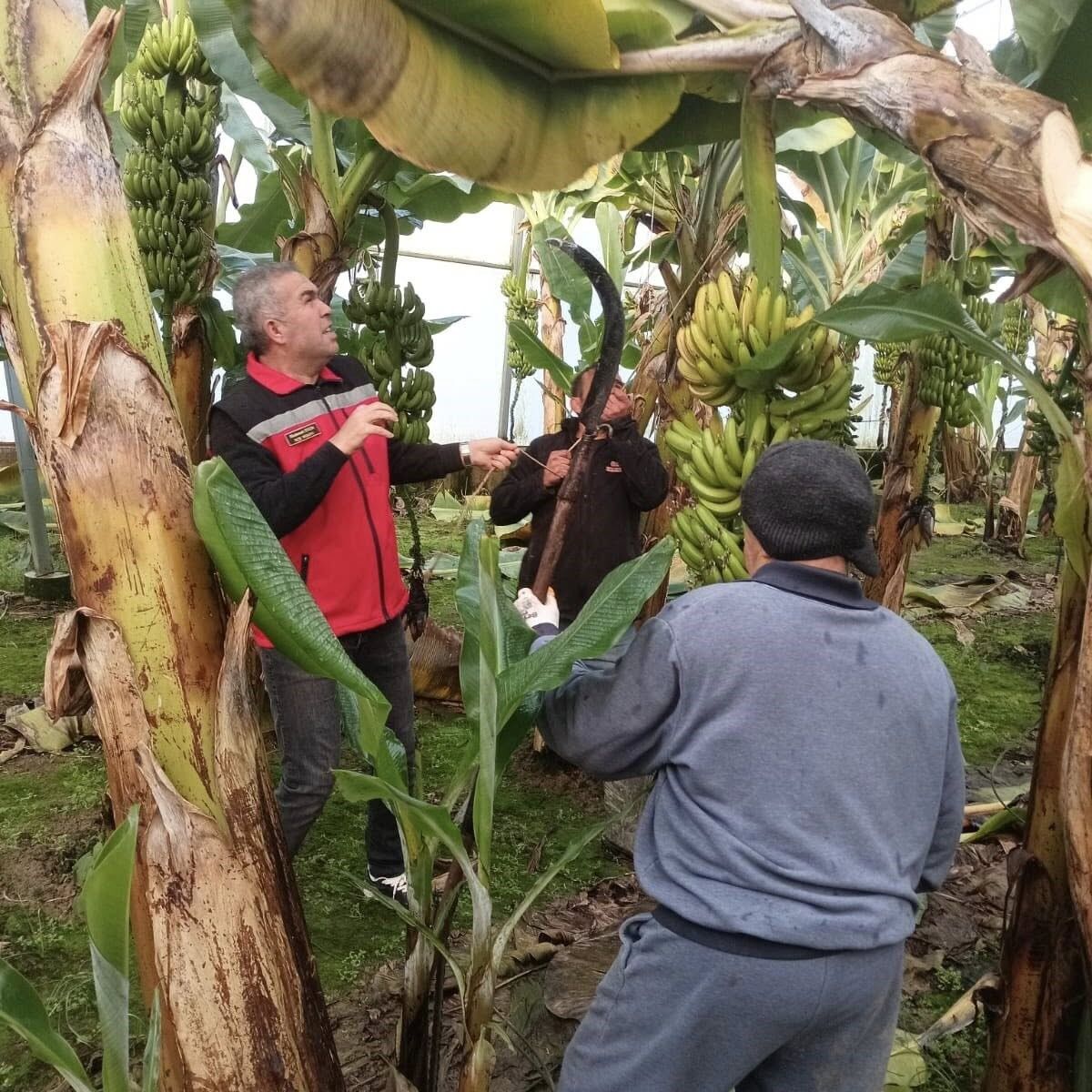 Aydın’da Muz Hasadı Başladı (8)