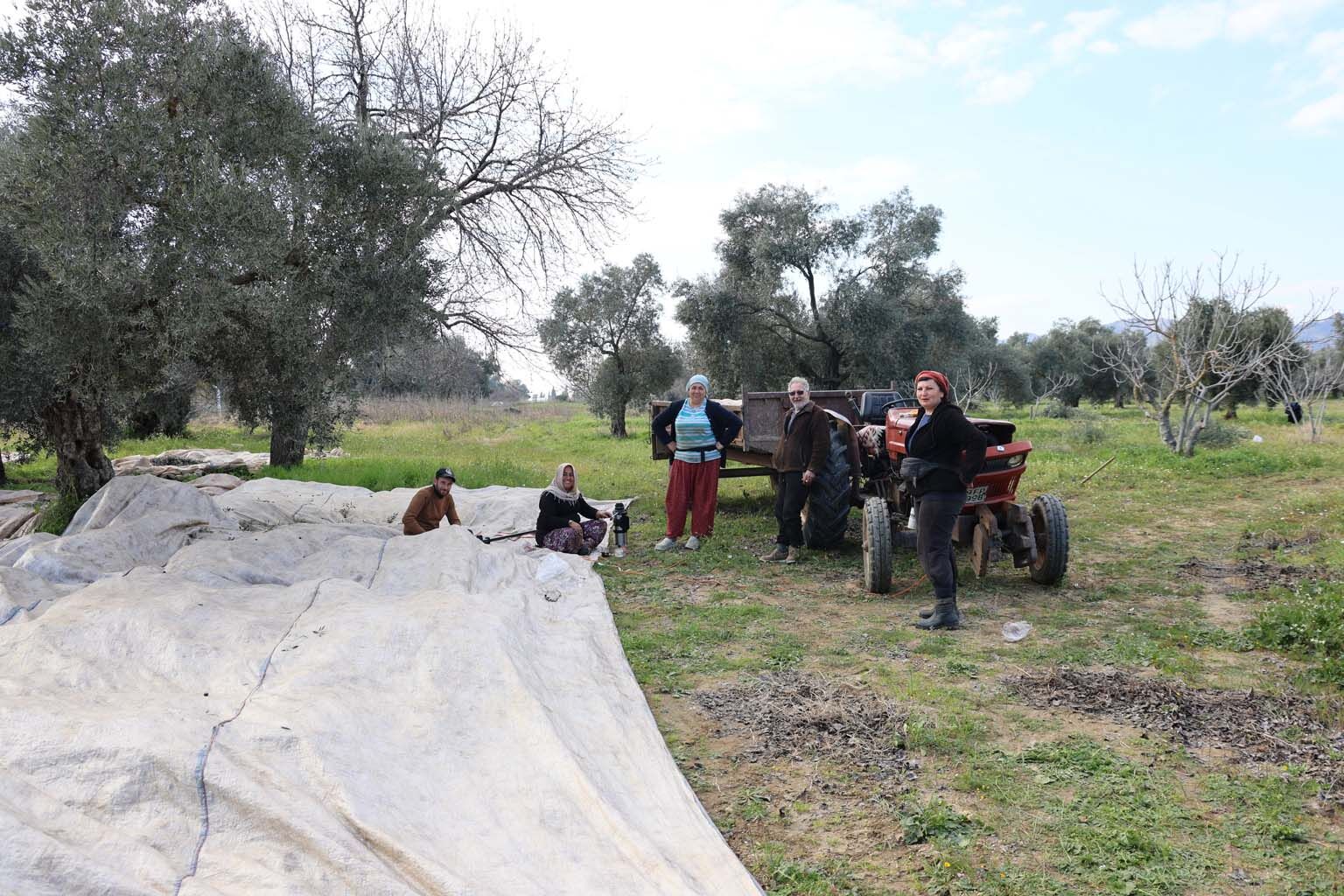 Aydın’da Piknik Havasında Zeytin Hasadı (3)