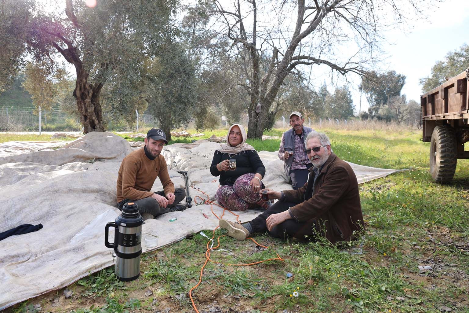 Aydın’da Piknik Havasında Zeytin Hasadı (4)