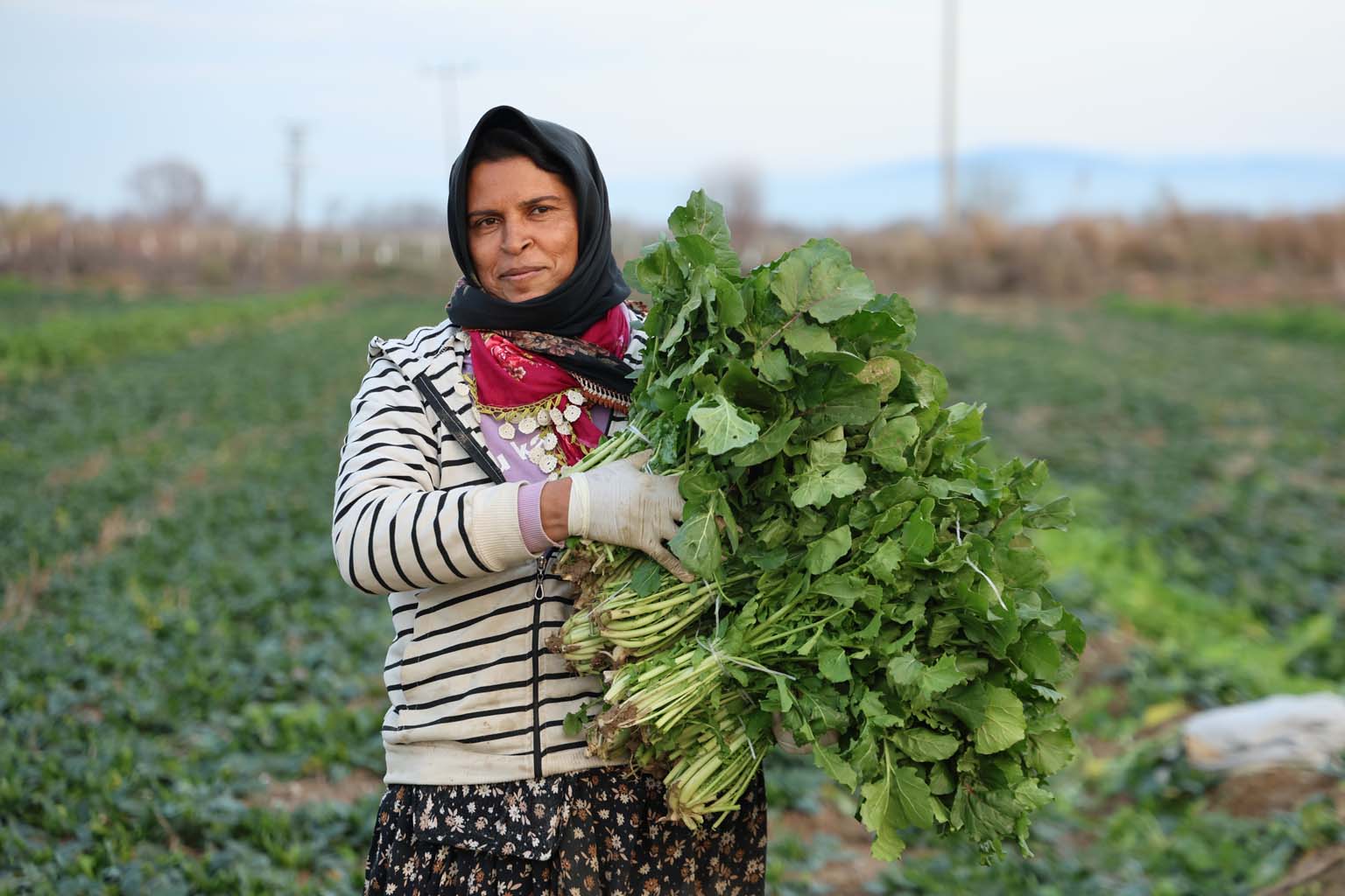 Aydın’da Soğuk Hava Sebzeyi Vurdu, Fiyatlar Artabilir (3)