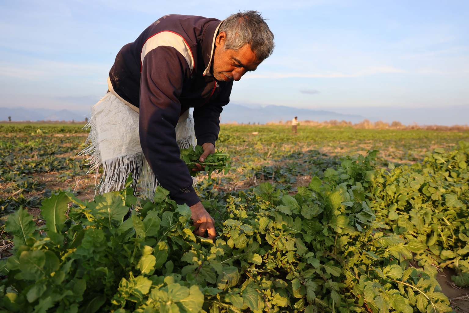 Aydın’da Soğuk Hava Sebzeyi Vurdu, Fiyatlar Artabilir (4)