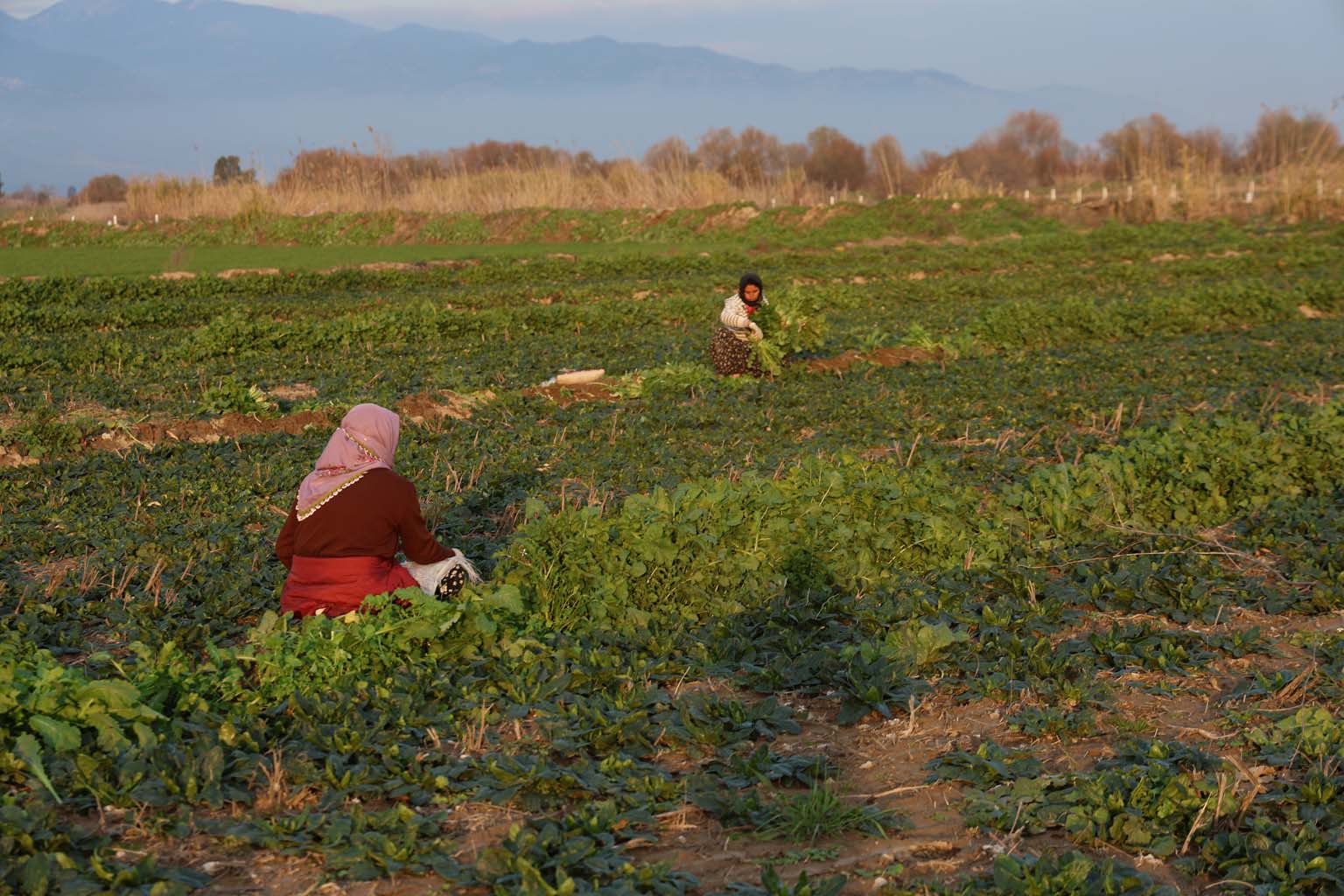 Aydın’da Soğuk Hava Sebzeyi Vurdu, Fiyatlar Artabilir (5)