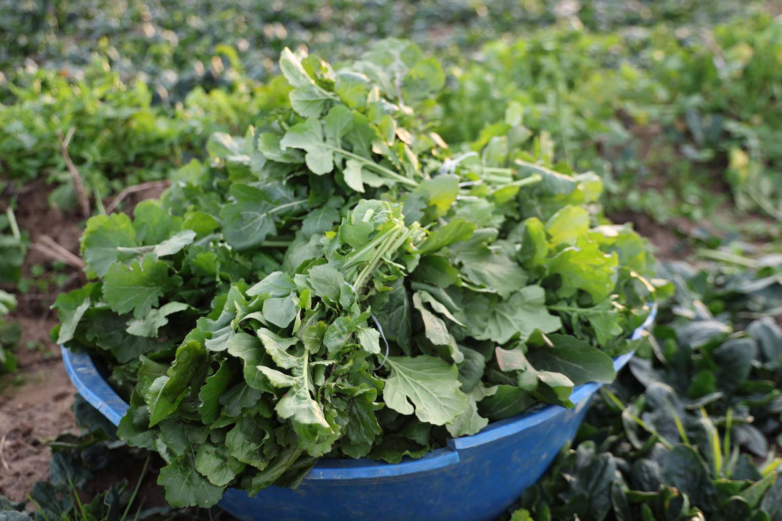 Aydın’da Soğuk Hava Sebzeyi Vurdu, Fiyatlar Artabilir (6)