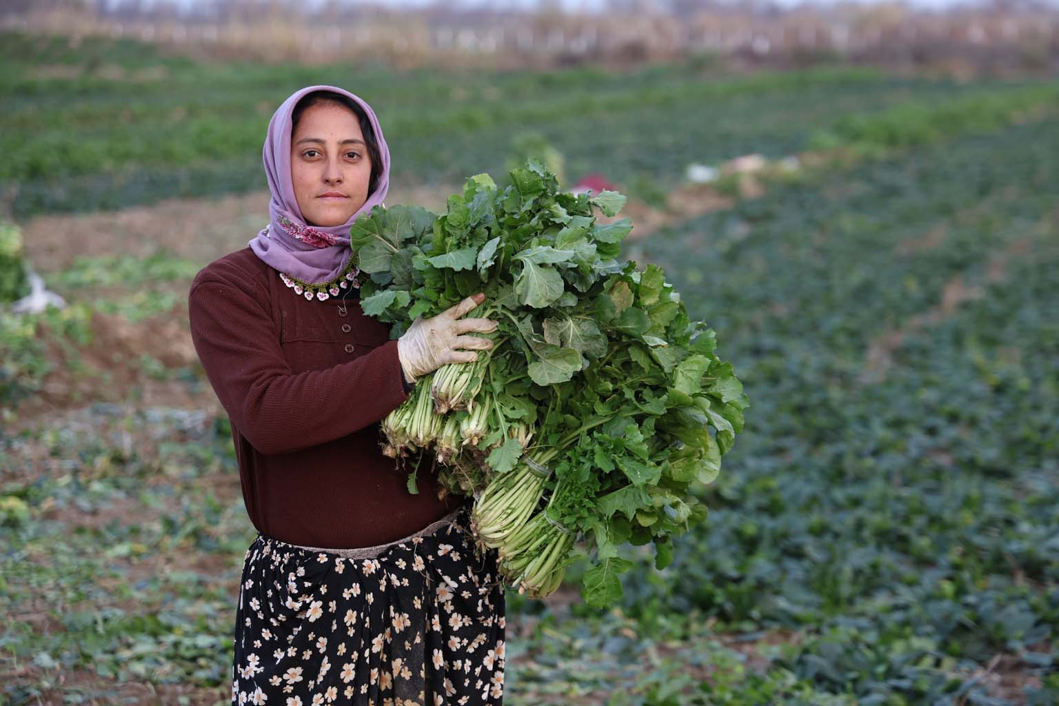 Aydın’da Soğuk Hava Sebzeyi Vurdu, Fiyatlar Artabilir (8)