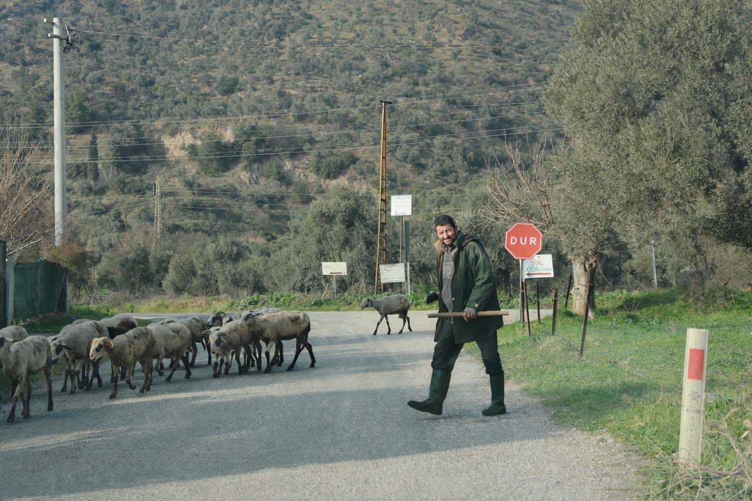 Aydın’da Sürüler Doğaya Salındı (2)-1