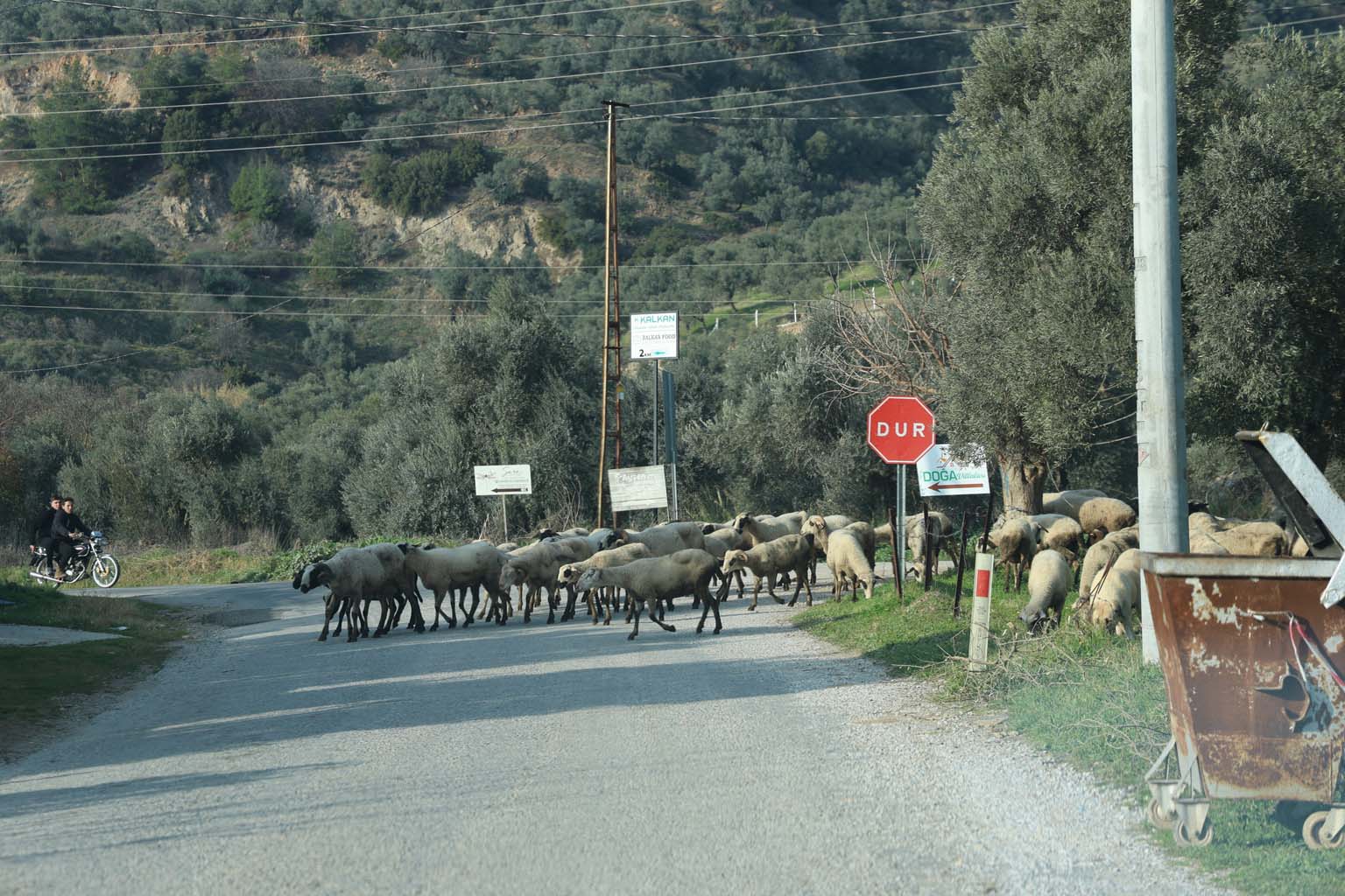 Aydın’da Sürüler Doğaya Salındı (3)