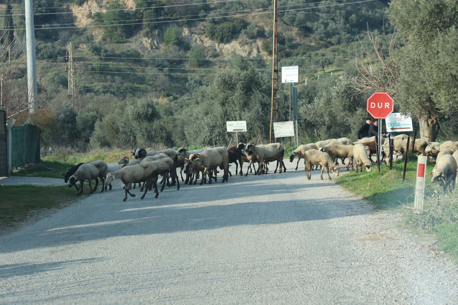 Aydın’da Sürüler Doğaya Salındı (4)
