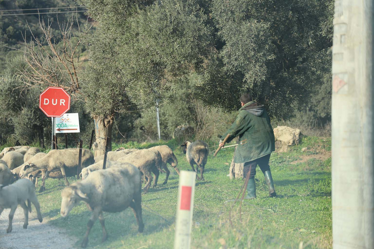 Aydın’da Sürüler Doğaya Salındı (5)