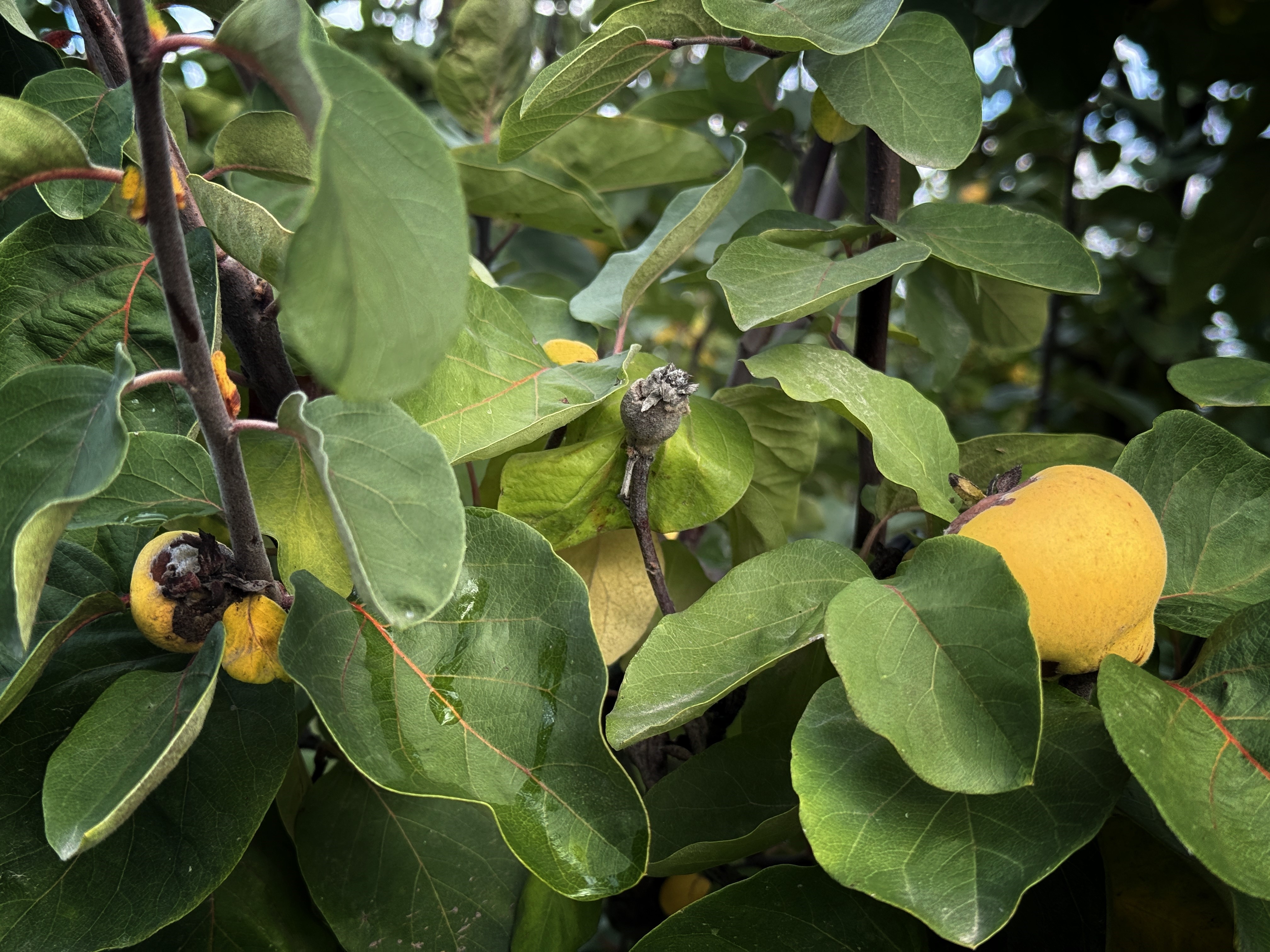 Aydın’ı Don Vurdu (2)