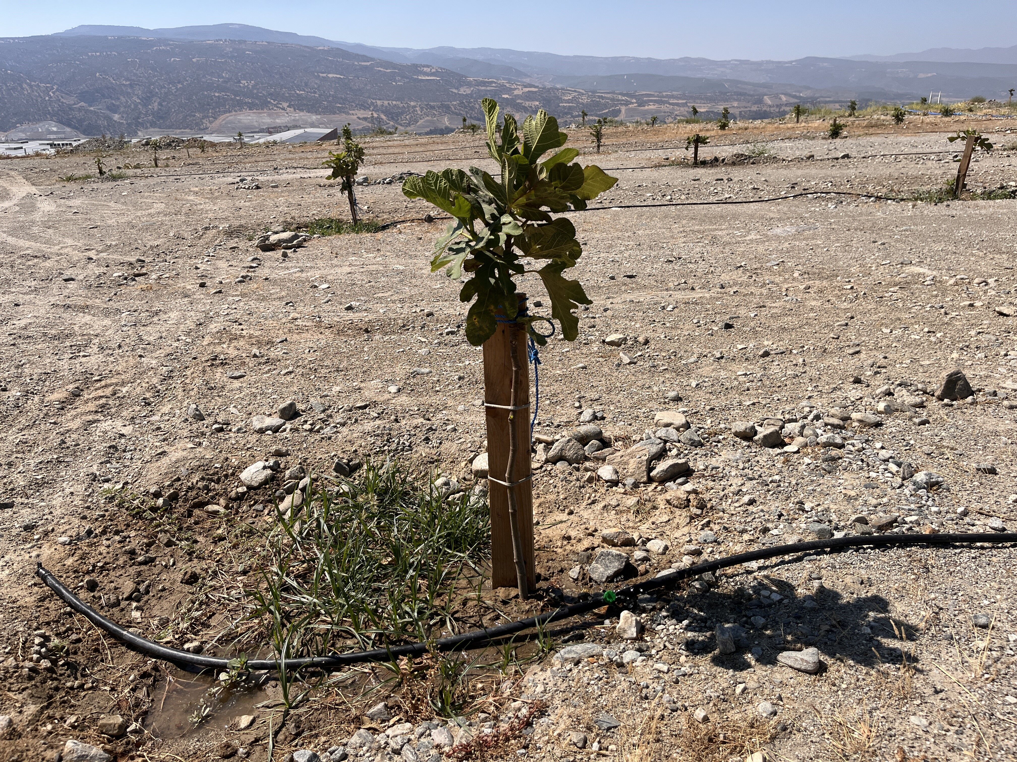 Aydın’ın Ilek Bahçeleri Törenle Hizmete Açılıyor (4)