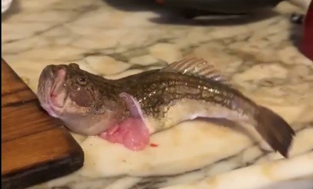 Balık Aldı, Gördükleri Sonrası Yiyemedi (2)