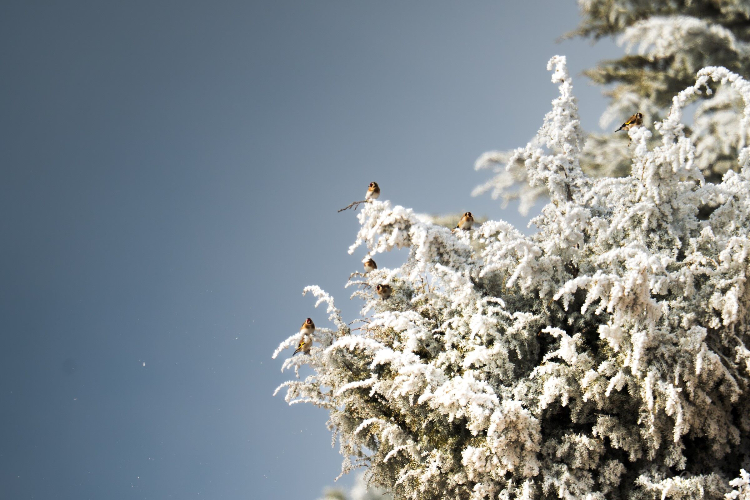 Beyaz Örtünün Kar Olmadığı Ortaya Çıktı (5)