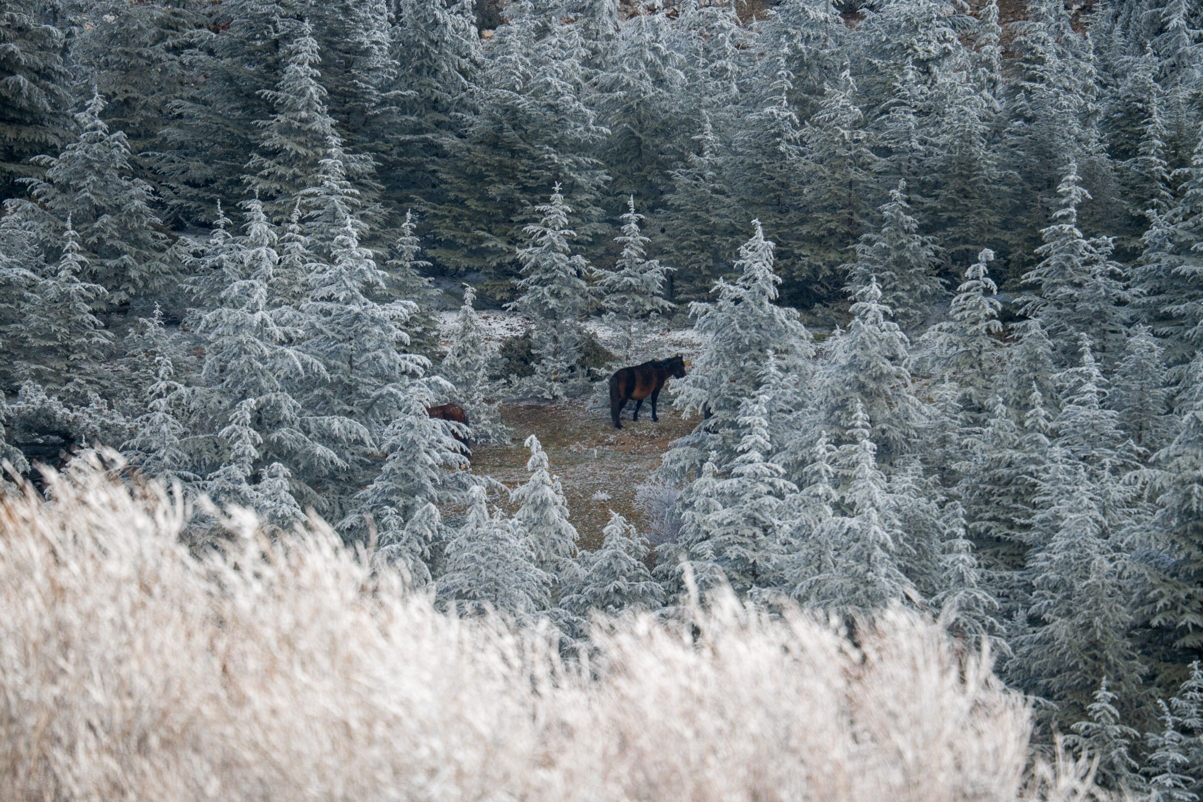 Beyaz Örtünün Kar Olmadığı Ortaya Çıktı (6)