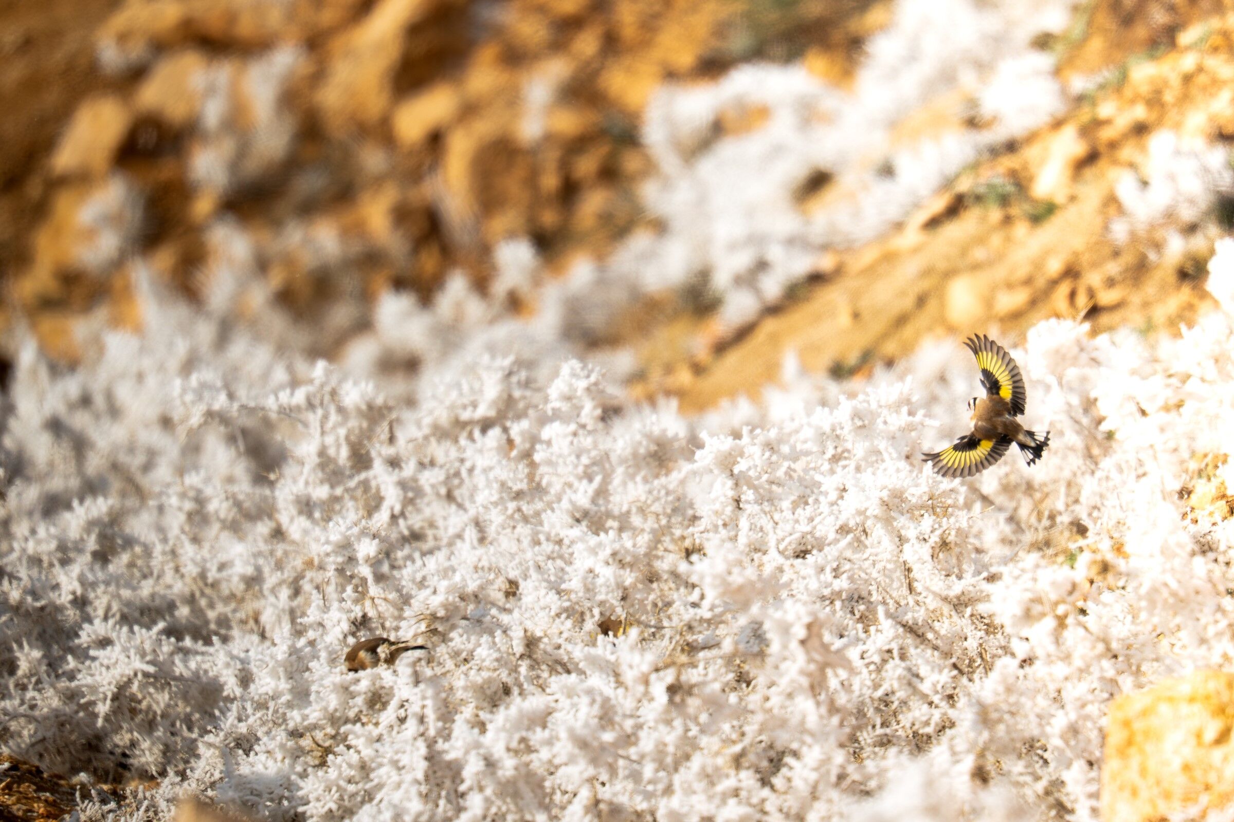 Beyaz Örtünün Kar Olmadığı Ortaya Çıktı (7)
