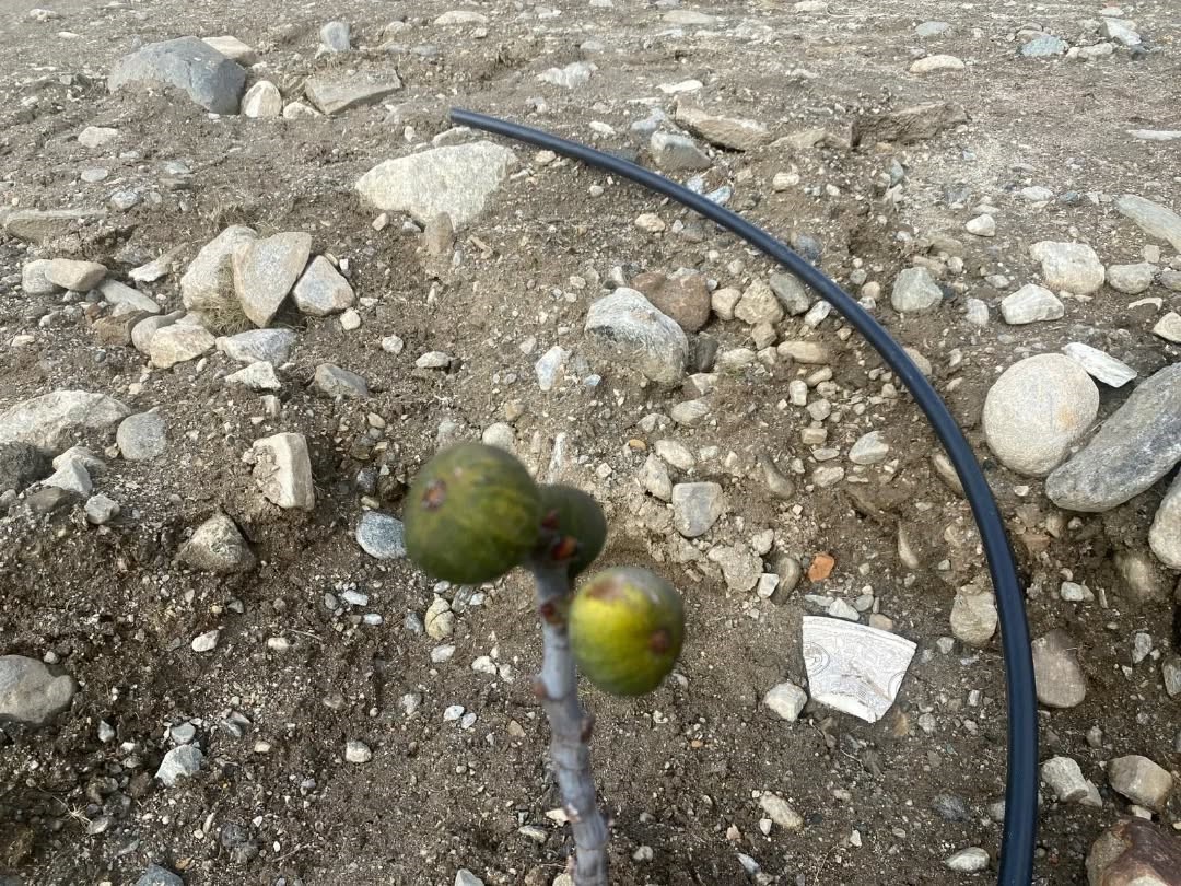 Buharkent Ilek Bahçesinde Hazırlıklar Sürüyor (3)