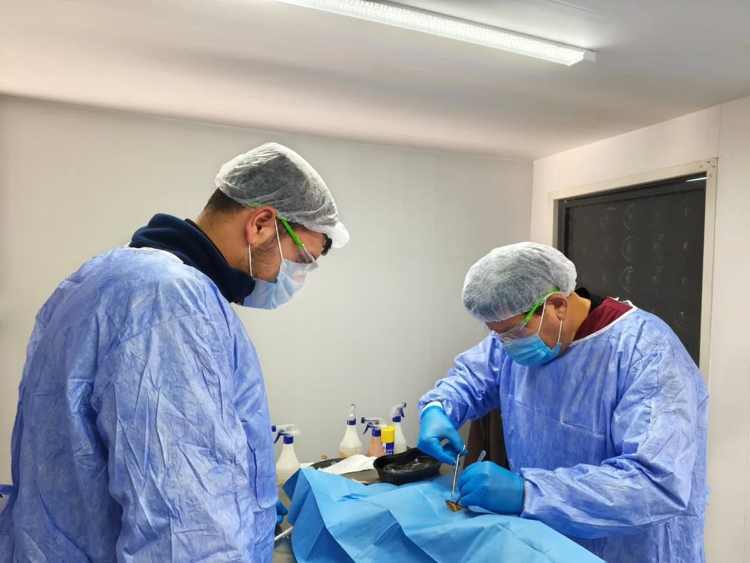 Germencik Belediyesi Sokak Hayvanları Için Kısırlaştırma Çalışmalarını Sürdürüyor (2)