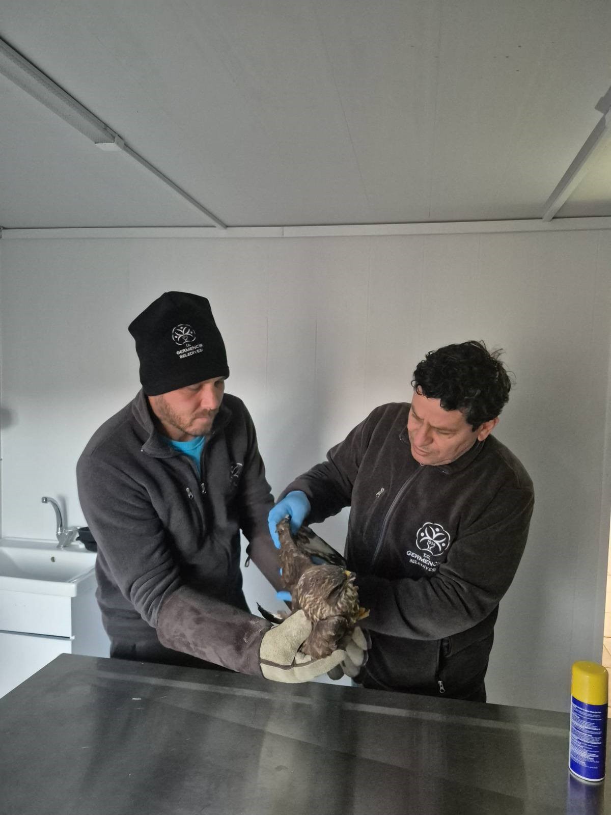 Germencik Belediyesi Yaralı Şahini Tedavi Etti (2)